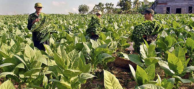 Finance Ministry pays vine and tobacco growers, gardeners’ subsidies