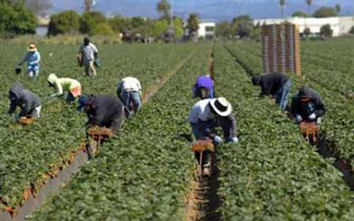 Migrant workers shot by bosses at Manolada farm
