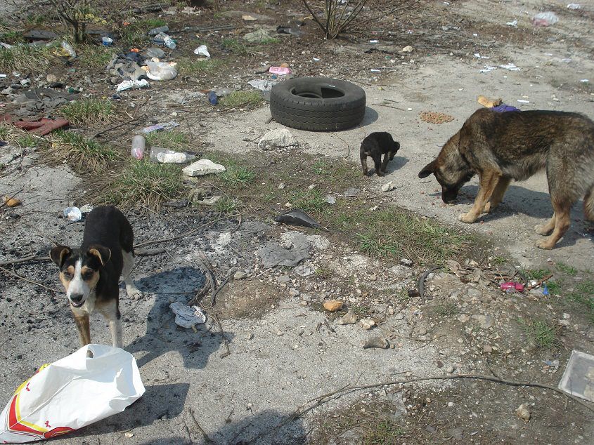 Sarajevo Canton Agreed on a Solution to Permanently Solve the Long-Standing Problem of Stray Dogs in Sarajevo