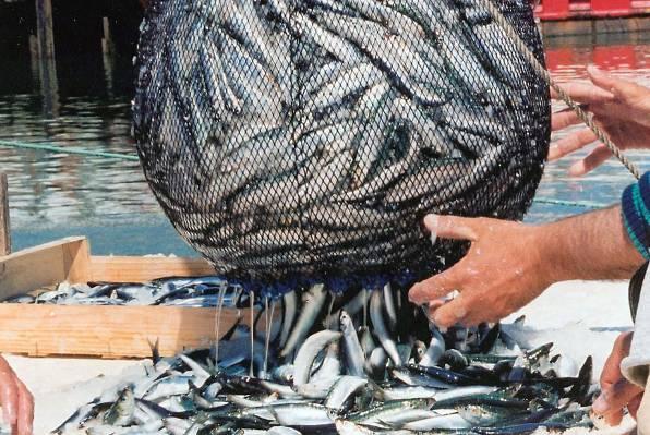Fishing in Montenegro – not ready for the European Union
