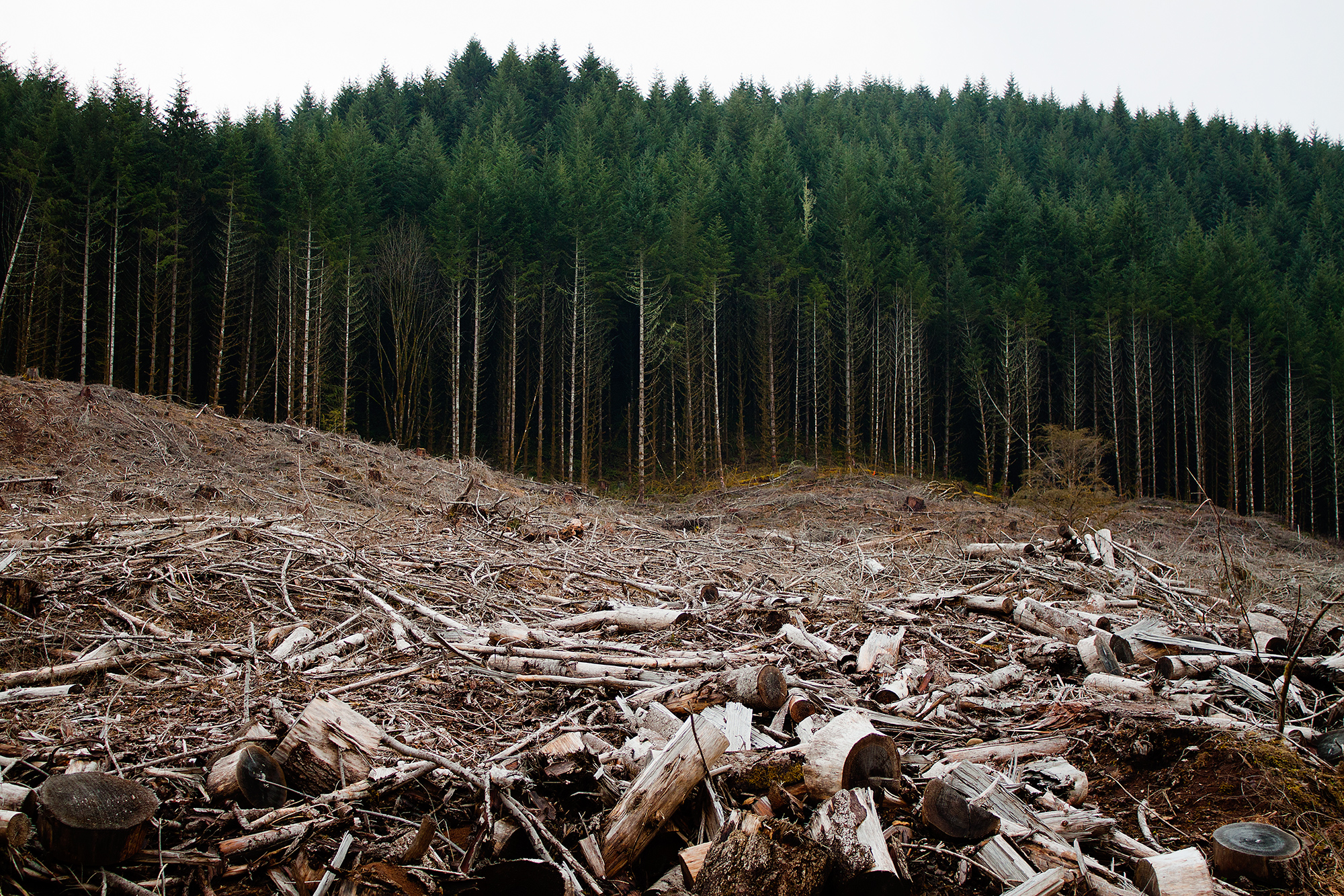 AmCham Romania warns against amendments to the Forestry Code