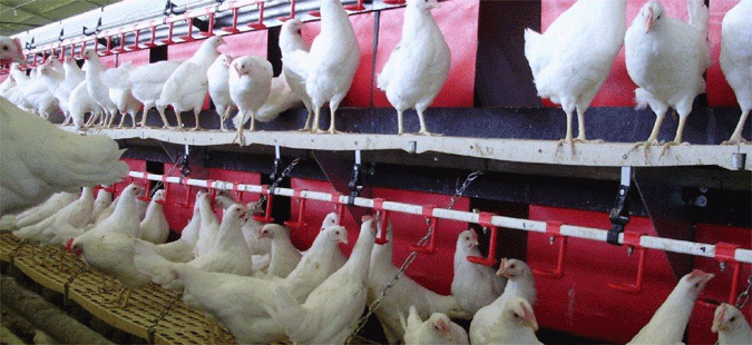 FYROM bans the import of chicken meat and eggs from the Netherlands, Germany and Great Britain