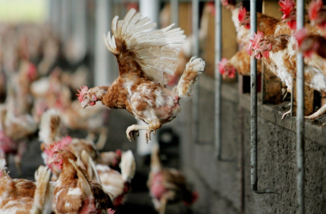 FYROM bans chicken and other products from Bulgaria