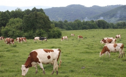 Bulgaria, Romania fail to win EU backing for more compensation for dairy farmers hit by Russian embargo