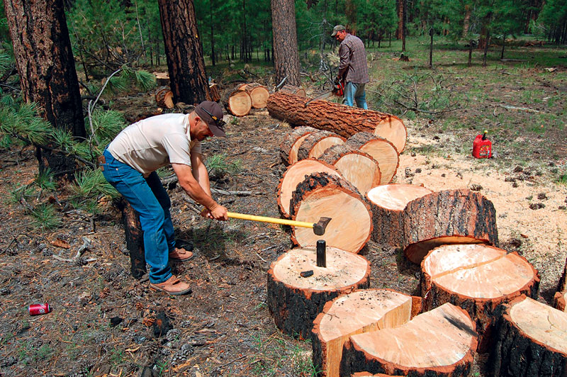 Austrian-funded illegal logging în Romania