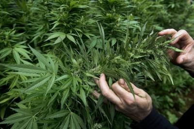 Number of heroin users drops while cannabis users increase in Cyprus
