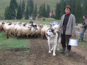 Romanian lawmakers take control over shepherds’ dogs
