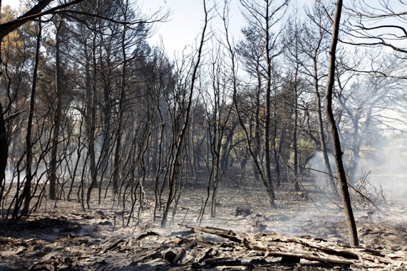 Race against time to protect burnt forests from erosion and flooding