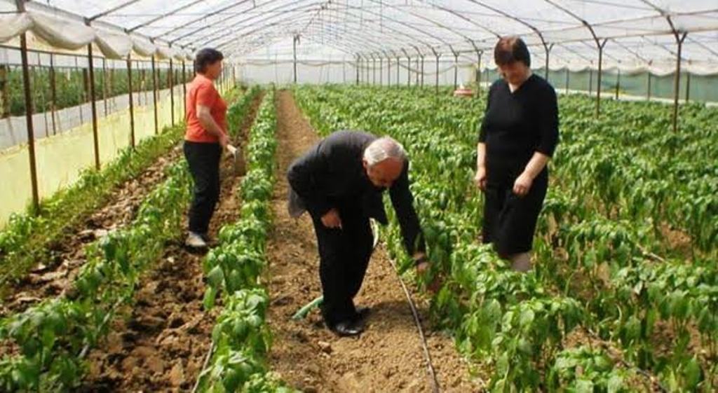 Subsidies for agriculture amount to 1.6 billion ALL