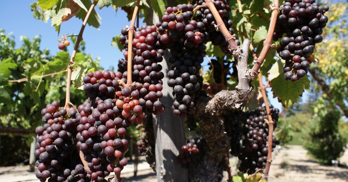 Bulgarian wine grape growers say 2017 is best crop for the past five years