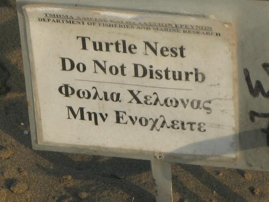 Program for the protection and management of sea turtles in Cyprus