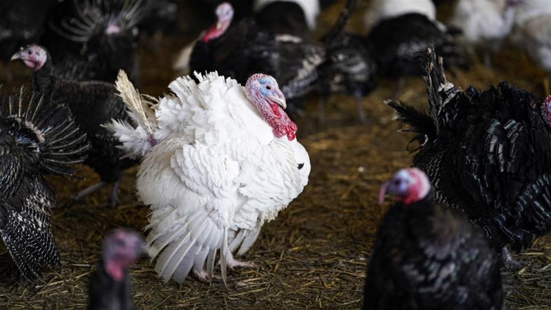 Romania: Bird flu outbreak reported in turkey farm in Maramureş