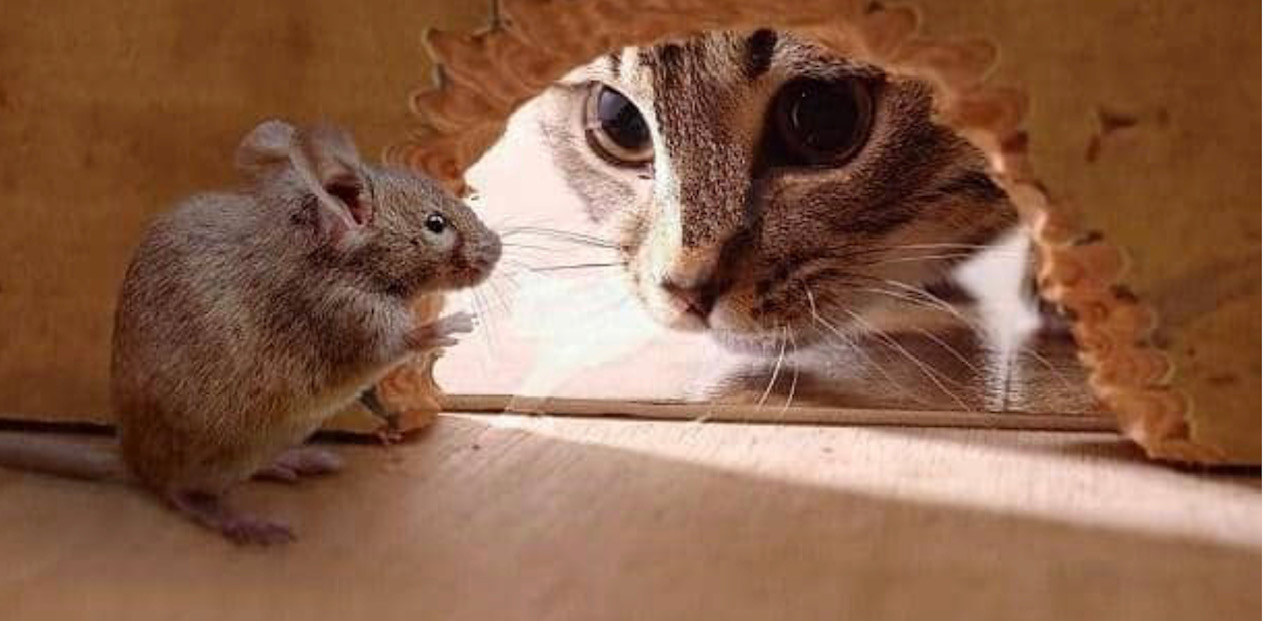 Opinion: The Merkel trap, Erdogan the cat, Mitsotakis the mouse
