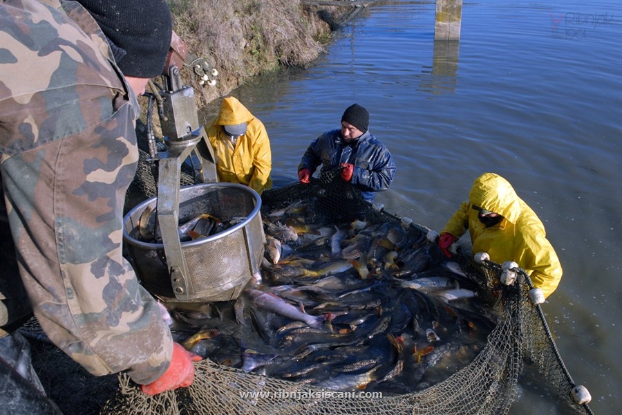 BiH: Fish from BiH goes to Russia