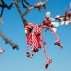 The ancient custom of March 1 with white and red threads lives on in the Balkans