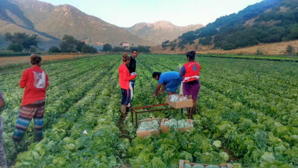 Ρουμανία: Διαμαρτυρία Ρουμάνων εποχικών εργαζομένων στη Γερμανία